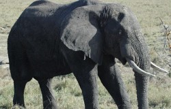 OrgPsych Organisational Diagnosis